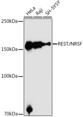 Western Blot: NRSF AntibodyAzide and BSA Free [NBP2-93006]